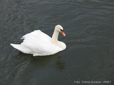468_6845.JPG